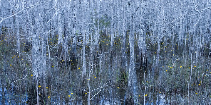 Aufrechte Sumpfzypresse Taxodium distichum