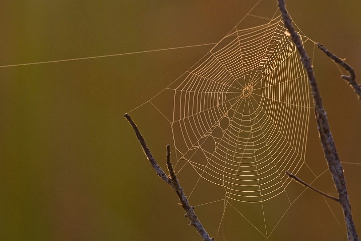 Landschaft Spinnennetz