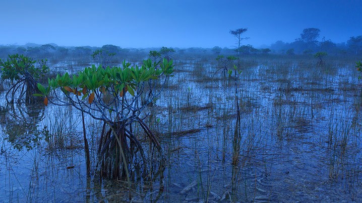 Landschaft Mangroven
