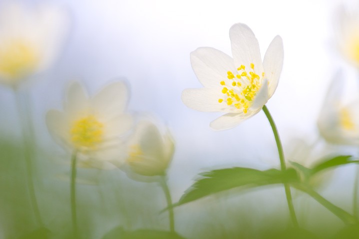 Pflanzen Buschwindrschen Anemone nemorosa