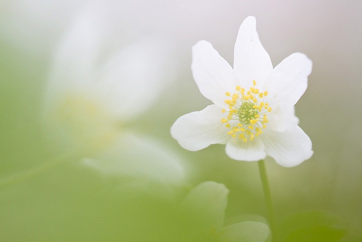 Pflanzen Buschwindrschen Anemone nemorosa