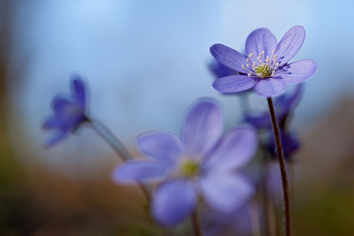  Leberblmchen Anemone hepatica