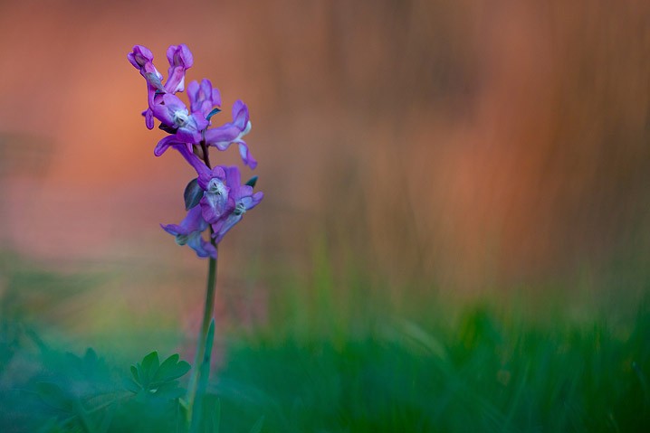 Hohler Lerchensporn Corydalis cava