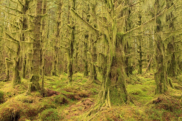 Landschaft Glen Etive Forest