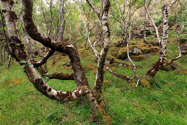 Landschaft Baum Birke