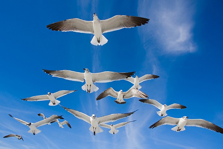 Aztekenmwe Larus atricilla Laughing Gull