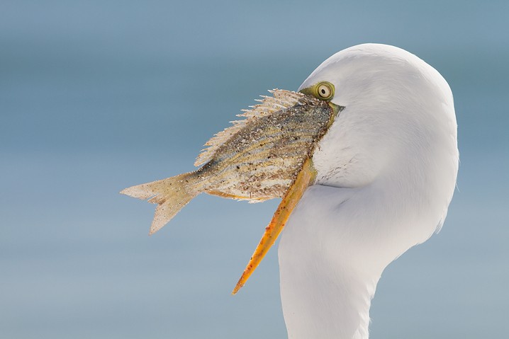 Silberreiher Ardea alba Great White Egret