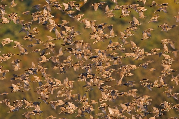 Star Sturnus vulgaris