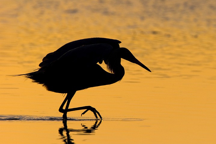 Rtelreiher Egretta rufescens Reddish Egret