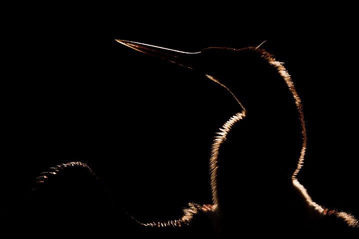 Anhinga anhinga Anhinga