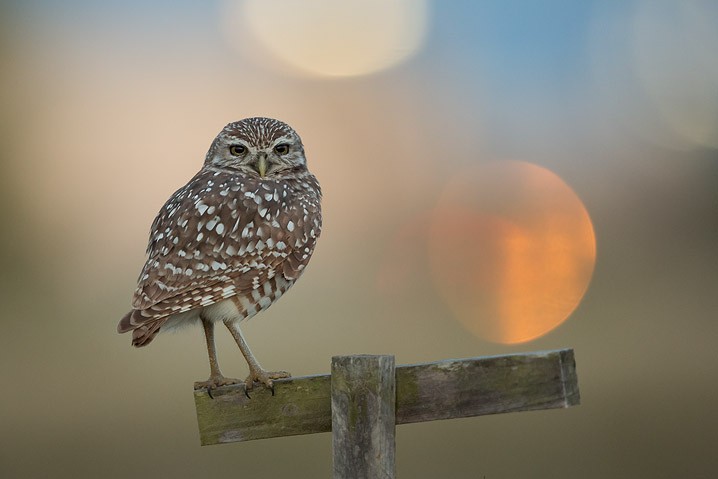 Kaninchenkauz Athene cunicularia Burrowing Owl