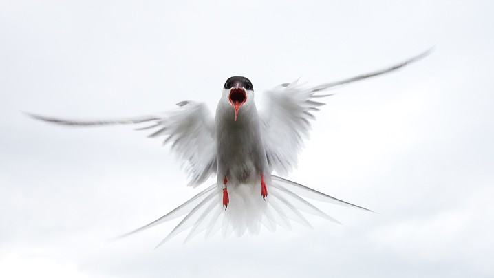 Kstenseeschwalbe Sterna paradisaea Arctic Tern