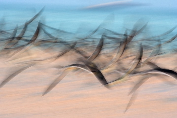 Schwarzmantel-Scherenschnabel Rynchops niger Black Skimmer