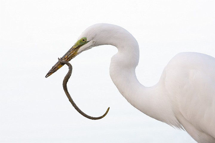 Silberreiher Ardea alba Great White Egret