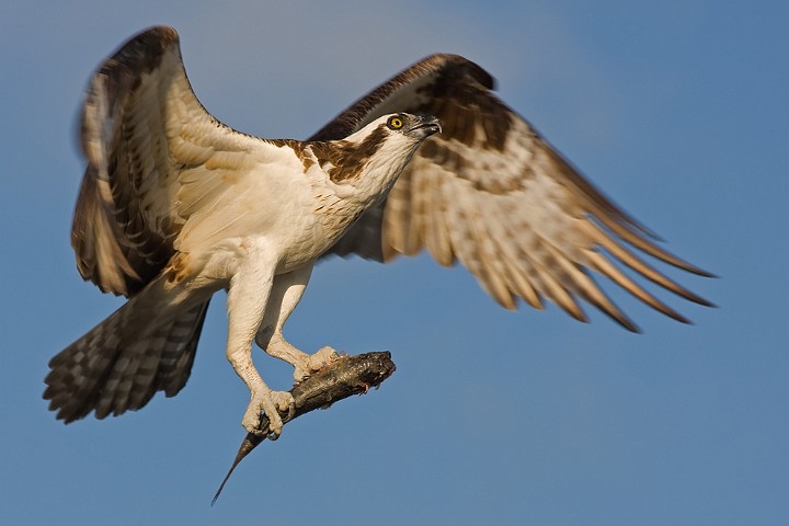 Fischadler Pandion haliaetus Osprey