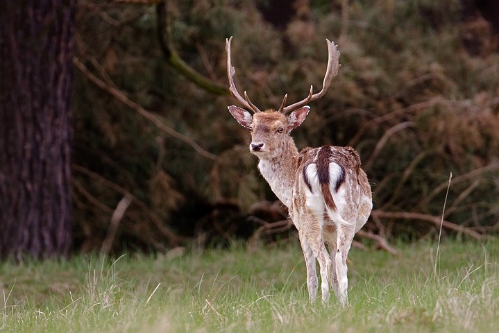 Damhirsch Dama dama