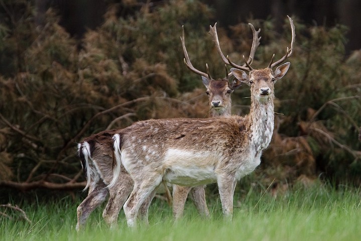 Damhirsch Dama dama