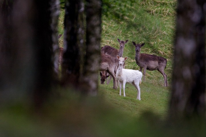 Damhirsch Dama dama