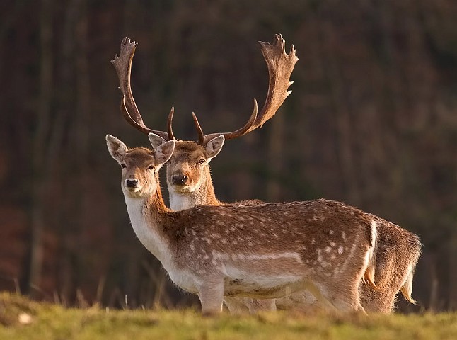 Dammhirsch und Dammtier