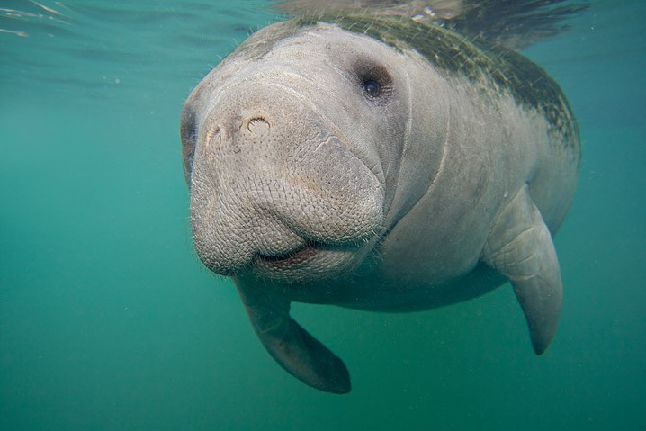 Karibik-Manati Trichechus manatus West Indian Manatee