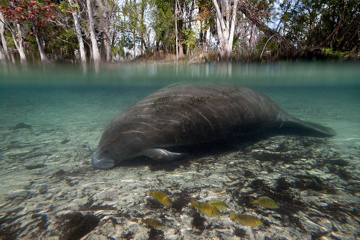 Karibik-Manati Trichechus manatus West Indian Manatee