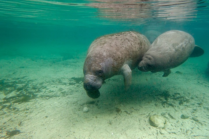 Karibik-Manati Trichechus manatus West Indian Manatee