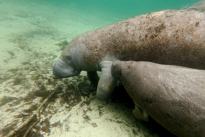 Karibik-Manati Trichechus manatus West Indian Manatee