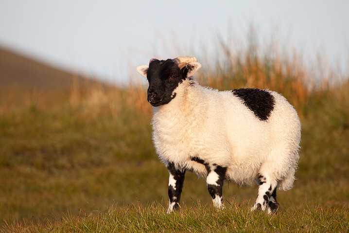 Blackface Sheep