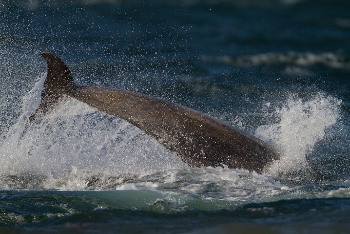 Groe Tmmler Tursiops truncatus Bottlenose dolphin