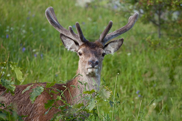 Rothirsch Cervus elaphus