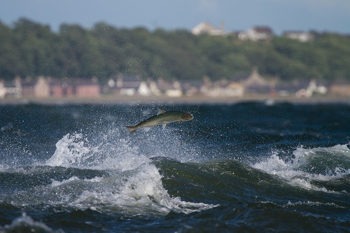 Groe Tmmler Tursiops truncatus Bottlenose dolphin