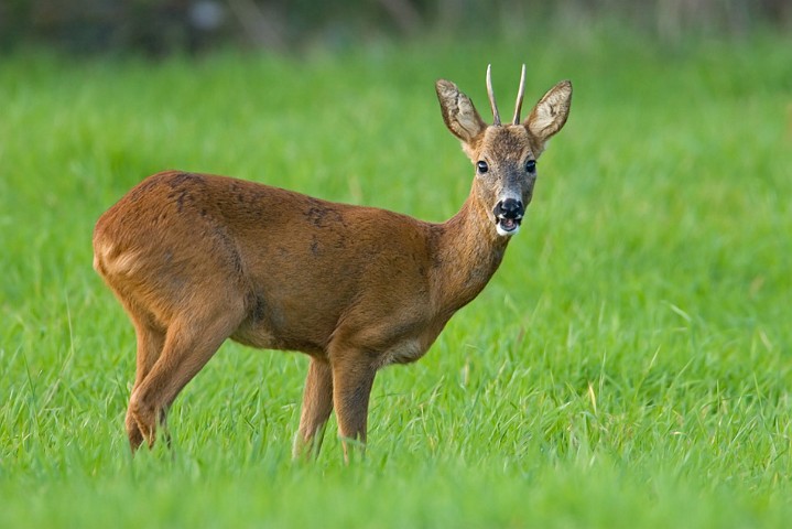Reh Capreolus capreolus