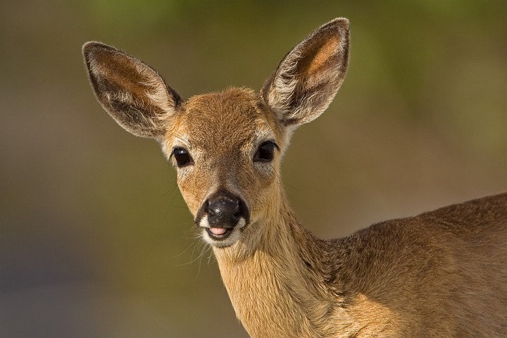 Key Hirsch Odocoileus virginianus Key Deer