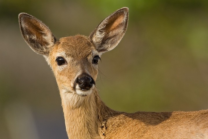 Key Hirsch Odocoileus virginianus Key Deer