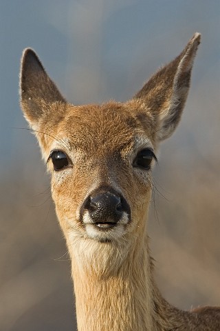 Key Hirsch Odocoileus virginianus Key Deer