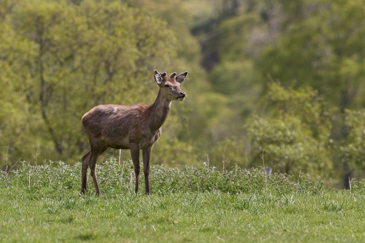 Rothirsch Cervus elaphus