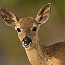 thumbs/IMG_9295.jpg