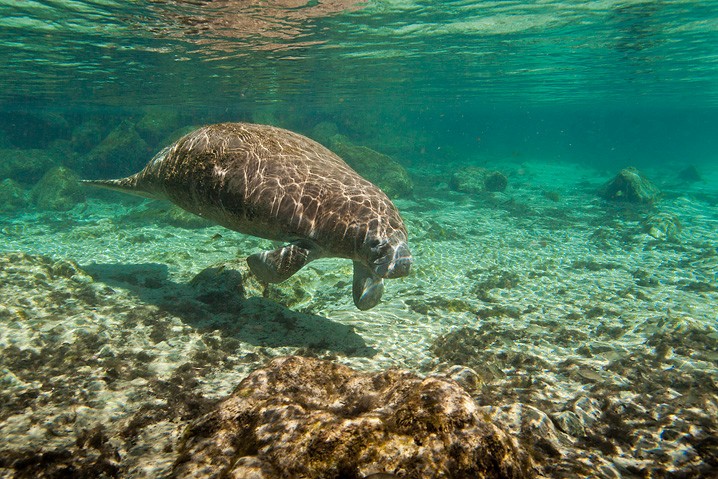 Karibik-Manati Trichechus manatus West Indian Manatee