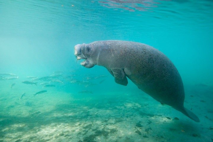 Karibik-Manati Trichechus manatus West Indian Manatee