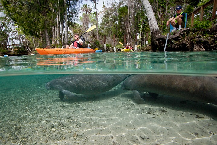 Karibik-Manati Trichechus manatus West Indian Manatee Tourismus