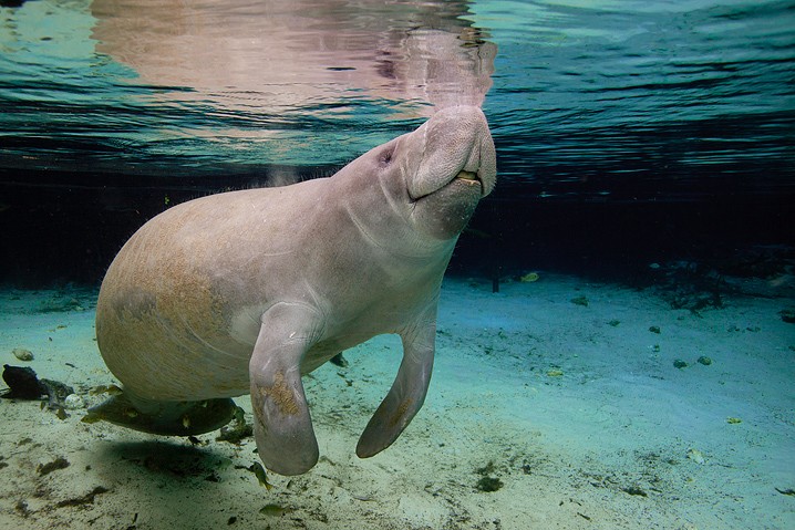 Karibik-Manati Trichechus manatus West Indian Manatee