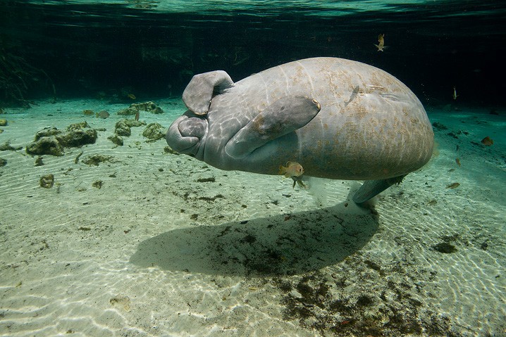 Karibik-Manati Trichechus manatus West Indian Manatee