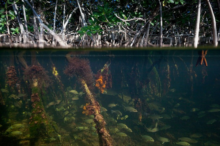 Unterwasser Landschaft Mangroven