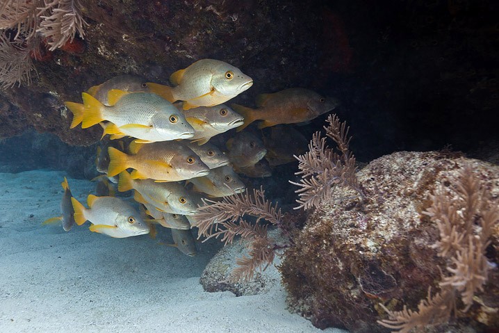 Unterwasser Tauchen