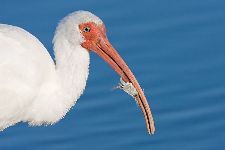 Schneesichler Eudocimus albus White Ibis