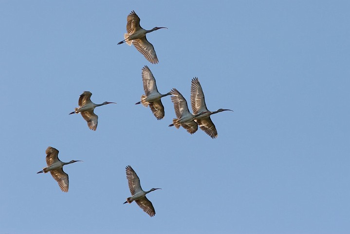 Schneesichler Eudocimus albus White Ibis