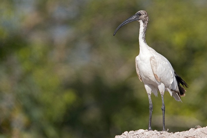 Schneesichler Eudocimus albus White Ibis