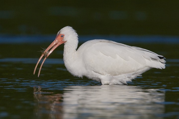 Schneesichler Eudocimus albus White Ibis