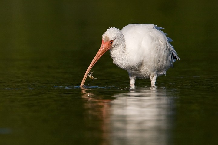 Schneesichler Eudocimus albus White Ibis