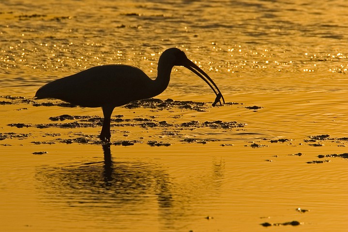 Schneesichler Eudocimus albus White Ibis